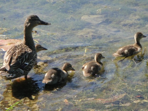 Mother Duck and Goslings. ©2011 Sarah Haworth.