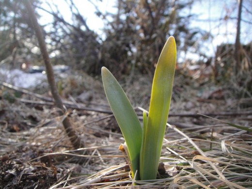 Spring Flower. ©2011 Sarah Haworth.