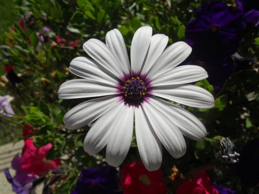 Coloured Daisy. ©2011 Sarah Haworth.