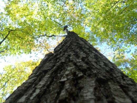 Summer tree. ©2011 Sarah Haworth.