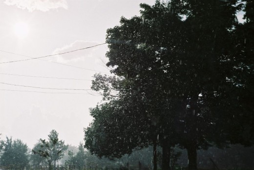 Raining Forest. ©2010 Sarah Haworth.