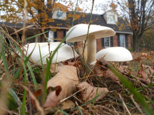 Fungi. ©2011 Sarah Haworth.