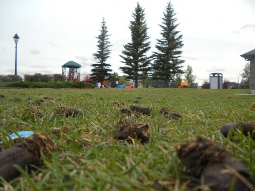 Park Landscape. ©2011 Sarah Haworth.