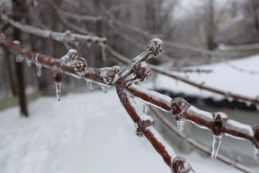 close up of the ice accumulating on a tree branch 
