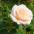 This one is such an elegantly colored light peach color.  I absolutely love it.