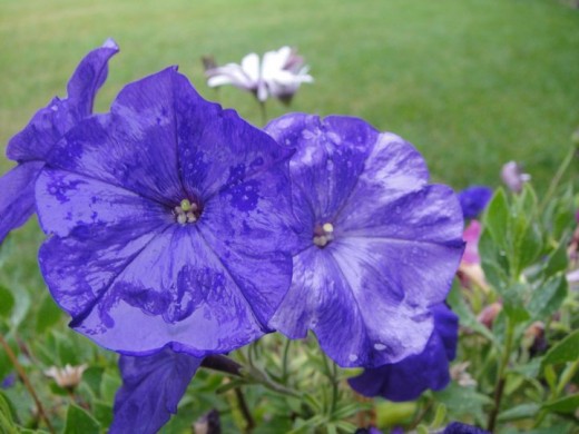 Summer flower after a rainfall. ©2011 Sarah Haworth.