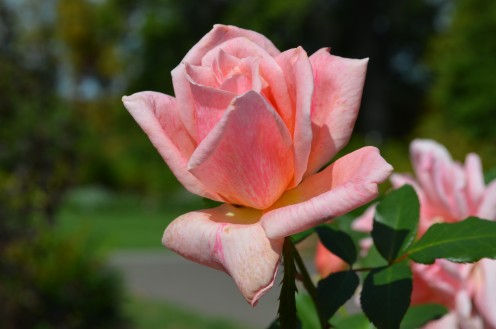What a lovely color this one is! 