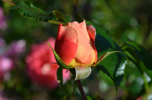 There is just something so lovely about a pretty colored rose bud.  It is a thing of beauty in itself. 