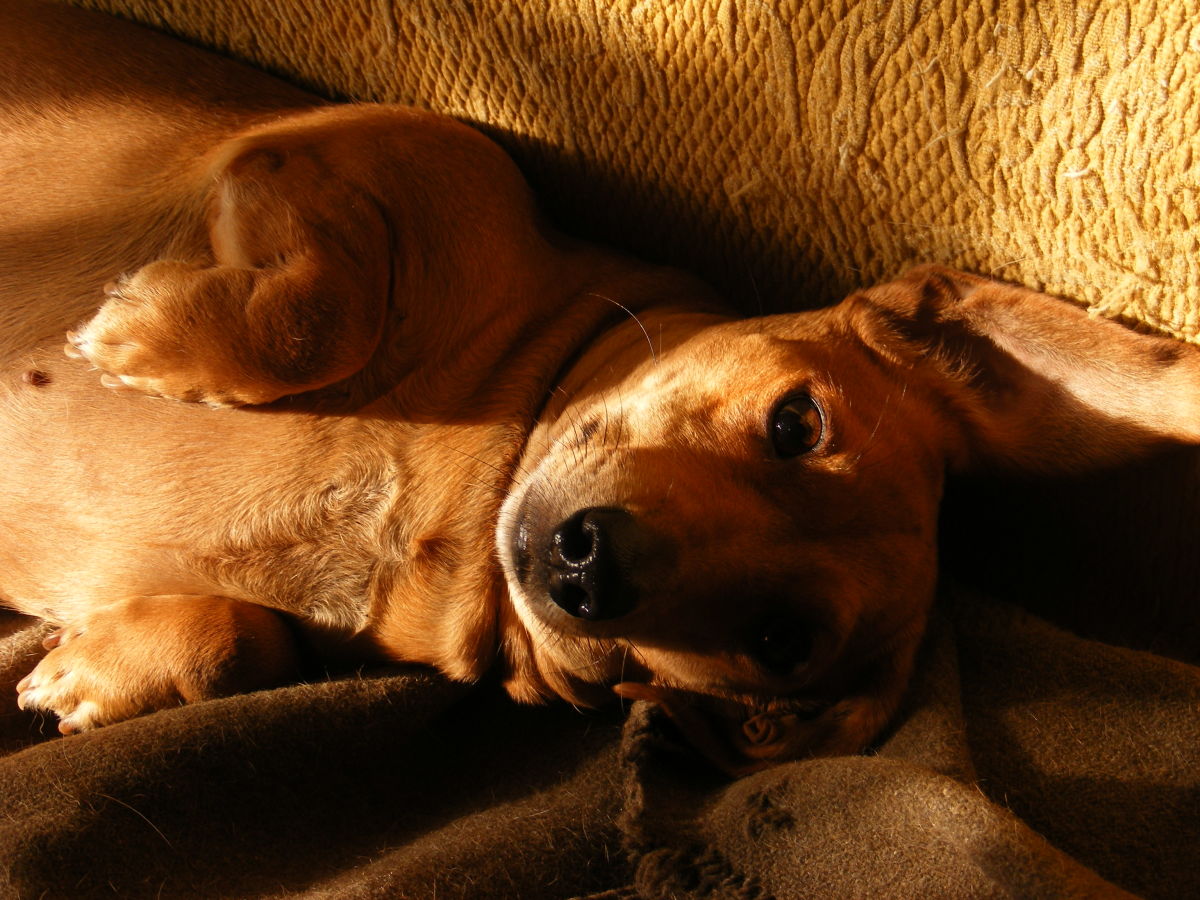 Symptoms of Gastroenteritis in Dogs and Guide to Recovery