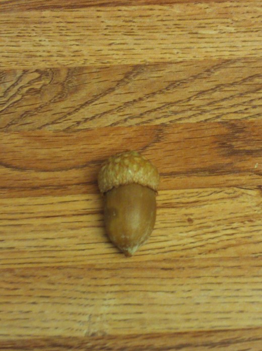 This photograph I took of an acorn was the inspiration for my drawing.