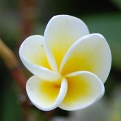 shanti21 profile image