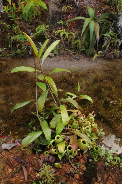 The climbing Nepenthes amppullaria with its bigger lower pitchers.