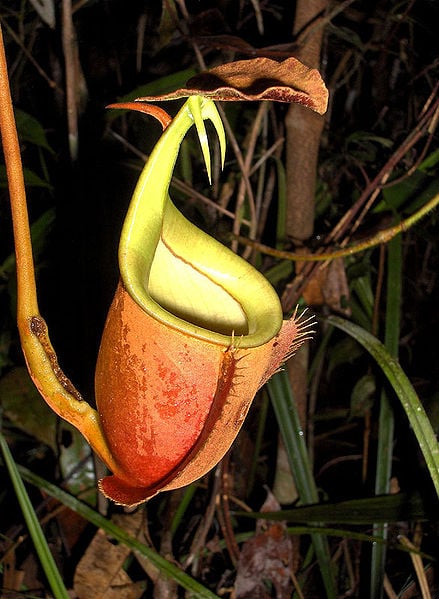 The suggestive upper pitchers of Nepenthes bicalcarata.