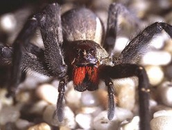 The Brazilian Wandering Spider and Africanized Honey Bee: Interesting Facts