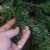 Now spread out all of the smaller branches to provide space for the Christmas baubles which is also another quite obvious step to take. Now spread out all of the smaller branches to provide space for the Christmas baubles which is also another quite obvious step to take.