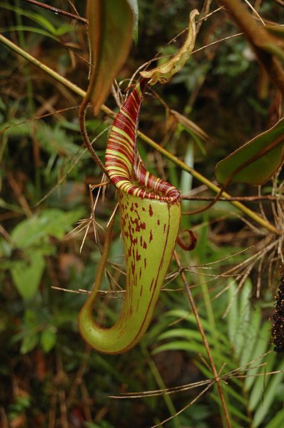 The inviting pitcher of Nepenthes hurreliana.