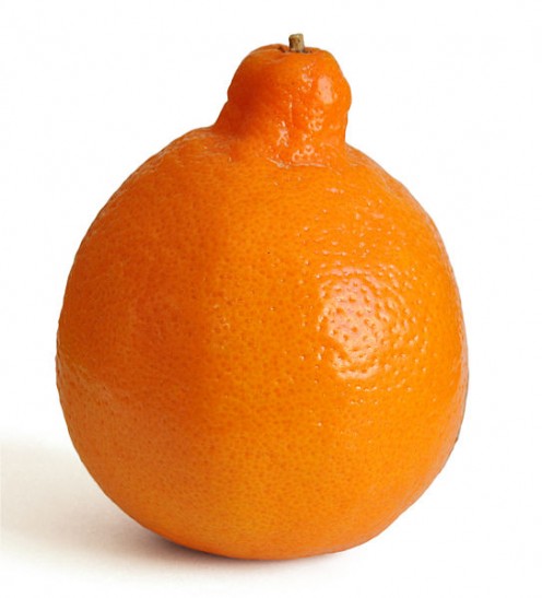 MINNEOLA, a type of TANGELO