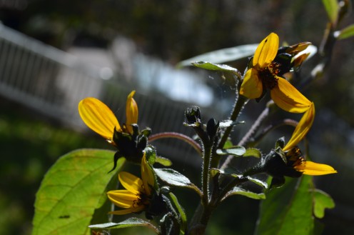 This sunflower was different from all the others I have ever grown.  The birds loved them, as did I.