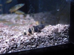 Bumblebee Goby is an attractive freshwater tropical fish in the Goby family