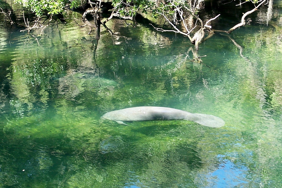 A manatee at Blue Springs State Park