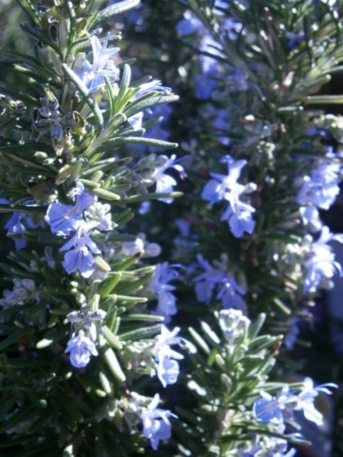 Rosemary infuses life and space with its sweet fragrance.