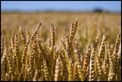Wheat Allergy Symptoms and Reactions