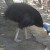 Wingless bird (?) Wingless bird (?)