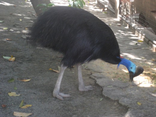 Wingless bird (?)