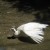 White bird White bird