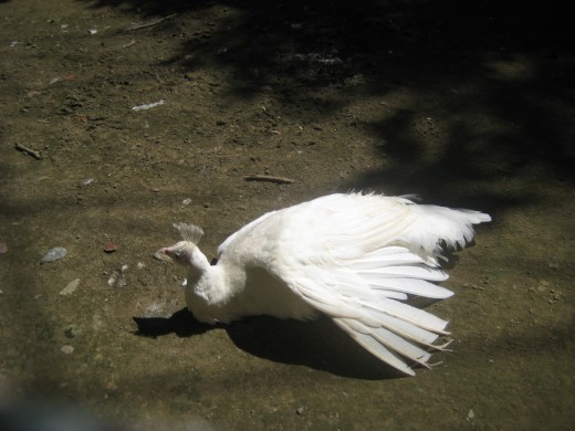 White bird