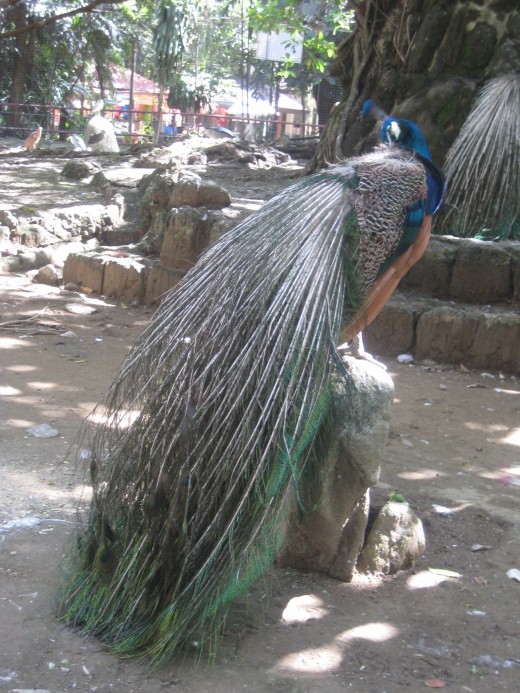 Peacock