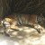 Sleeping Tiger Sleeping Tiger