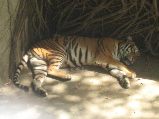 Sleeping Tiger
