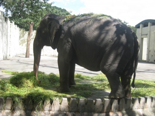 The elephant at the zoo