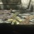 Iguanas Iguanas