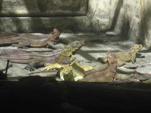 Iguanas