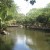 Nilad trees abound the banks of Manila Zoo man-made lake Nilad trees abound the banks of Manila Zoo man-made lake