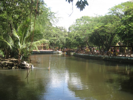 Nilad trees abound the banks of Manila Zoo man-made lake