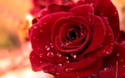 The Rose - A Poem