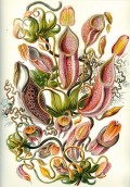 The Admirable and Forget-me-not Nepenthes Plants