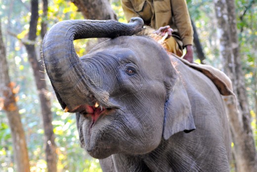 Indian elephant in Chitwan Jungle. 