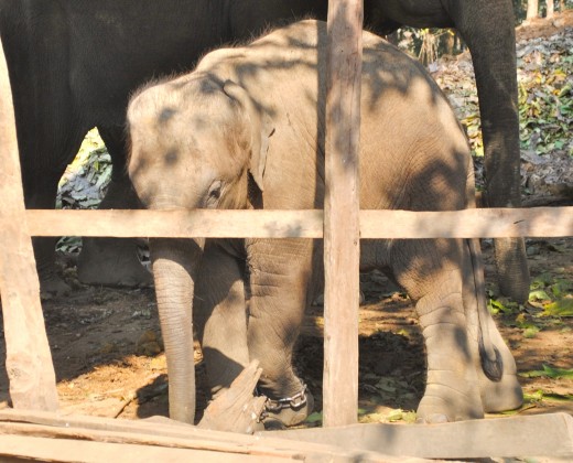 Baby elephant.