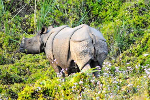 Extremely endangered White Rhino in Chitwan Jungle.