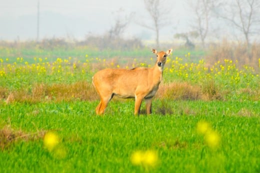 Samba deer grazing in the farmlands of Lumbini (birthplace of the Buddha).