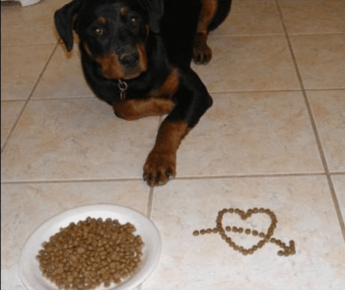 Dry food has pros and cons