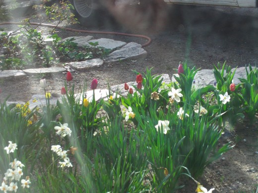 Sun streaked tulips and daffodils.