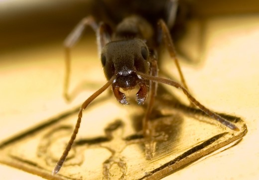 An ant colony is a very busy place