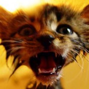 amazing-articles profile image
