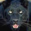 Gales Girl profile image
