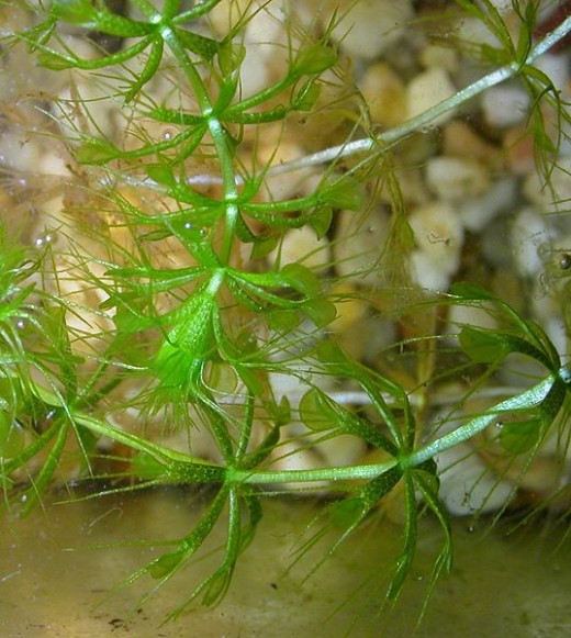 Stems of Aldrovanda vesiculosa, the Waterwheel Plant.  If you look really close you can see small green traps on each leaf.